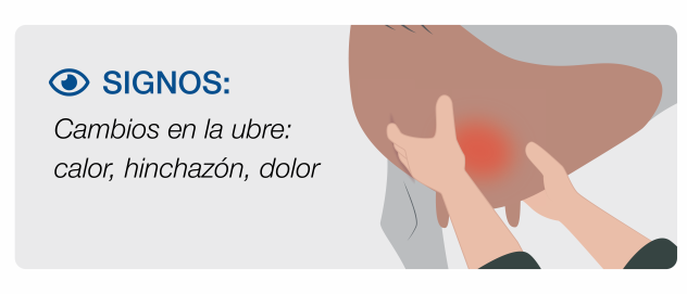 Grado 2 Mastitis en vacas Signos clínicos de mastitis en vacas con dolor