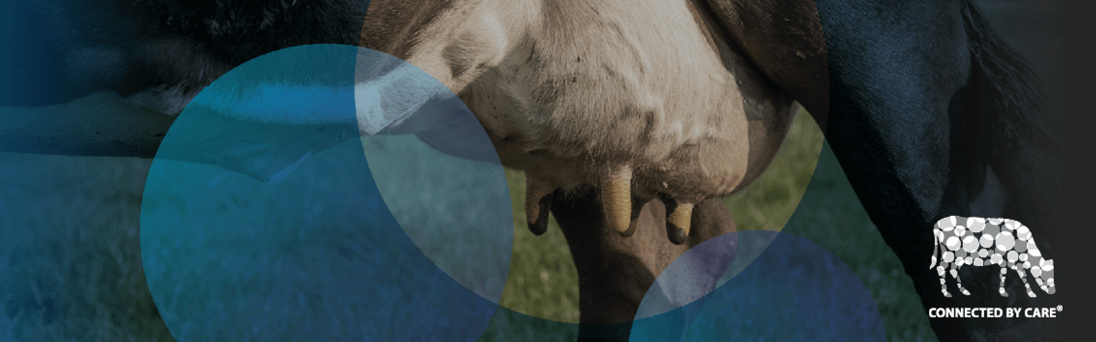 Mastitis en la producción lechera Descripción de los síntomas de la inflamación láctea